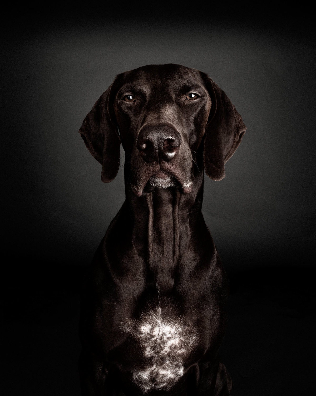 Big nose headshot of a very serious dog German Shorthaired Pointer on black background