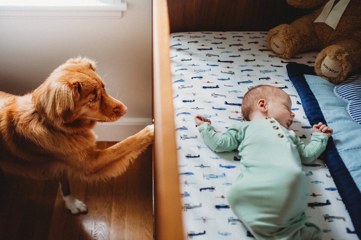 dog puts paw on crib with newborn baby