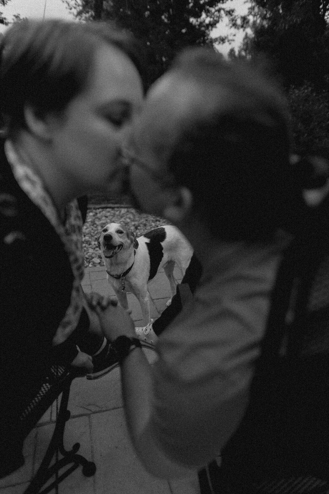 dog-family-photos-illinois-storytelling-emotional-21
