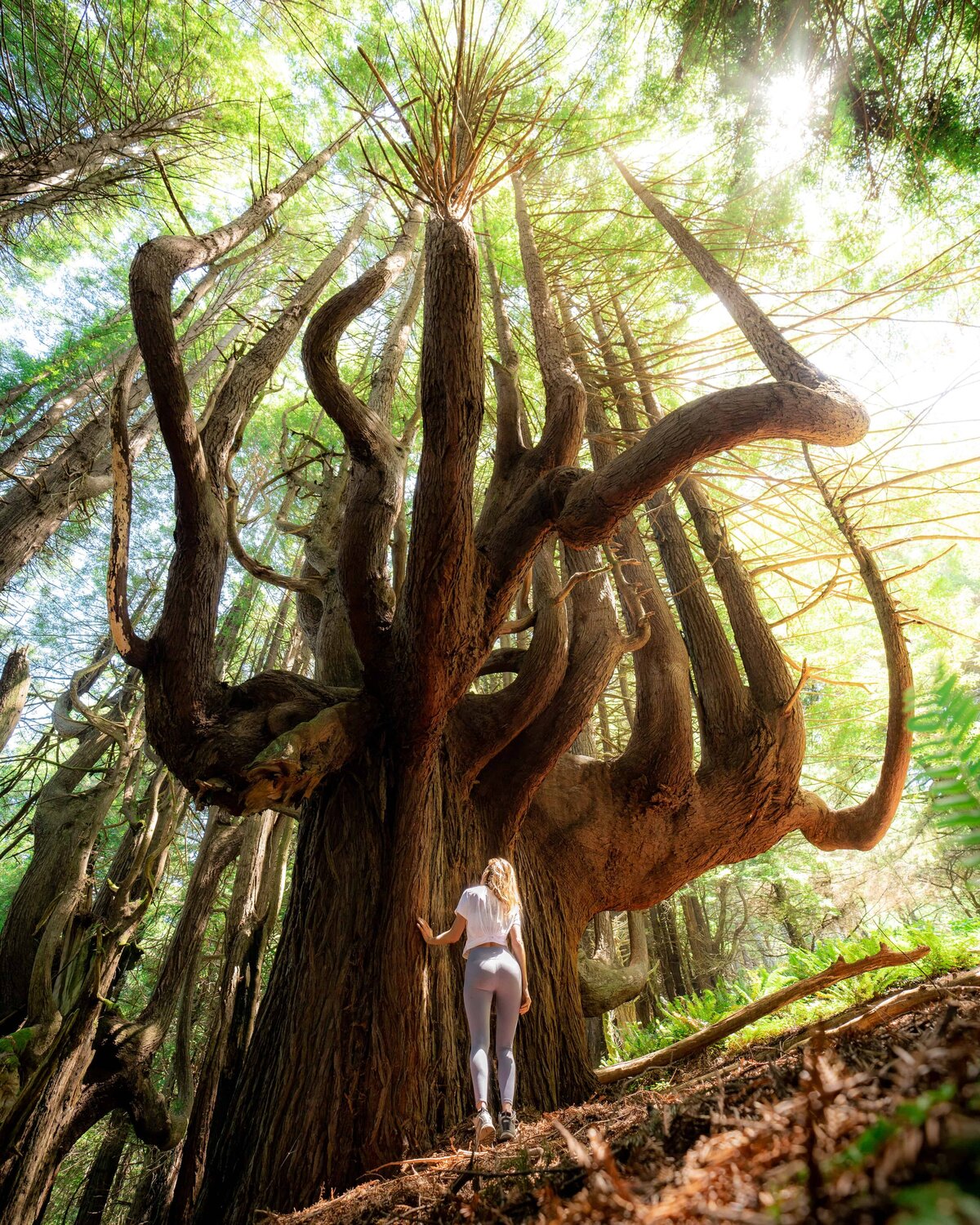 Woman in Glyder leggings looking up at very large tree in a forest