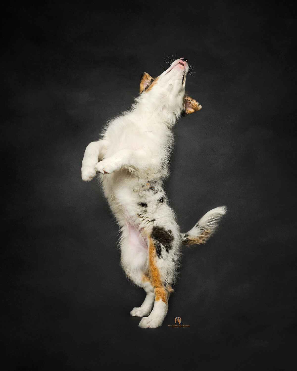 Explore the elegance of fine art dog portrait photography in Vancouver with Pets through the Lens Photography. This captivating image features an energetic dog captured mid-air, showcasing its playful and dynamic spirit against a dark, artistic backdrop. Our professional pet photography studio specializes in creating high-quality, painterly portraits that highlight the unique beauty and personality of your pet. Choose Pets through the Lens Photography for an exquisite and timeless pet photography experience in Vancouver.