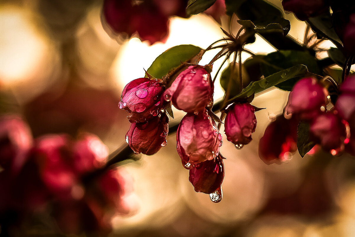 Pink Blossoms in Rain JJ v2-2-2