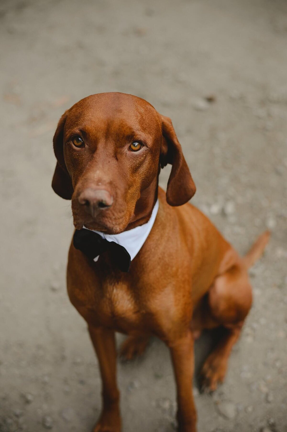 visla with bowtie posing at a wedding in Truckee