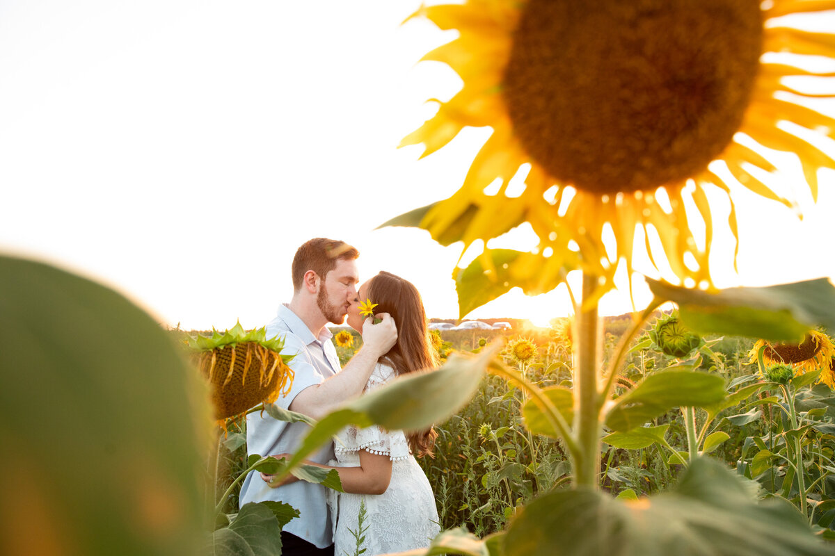 A man with red hair and a beard kisses a woman in a white dress in a sunflower field Sunflower Valley Farm Hudson Valley engagement session New York wedding photographer