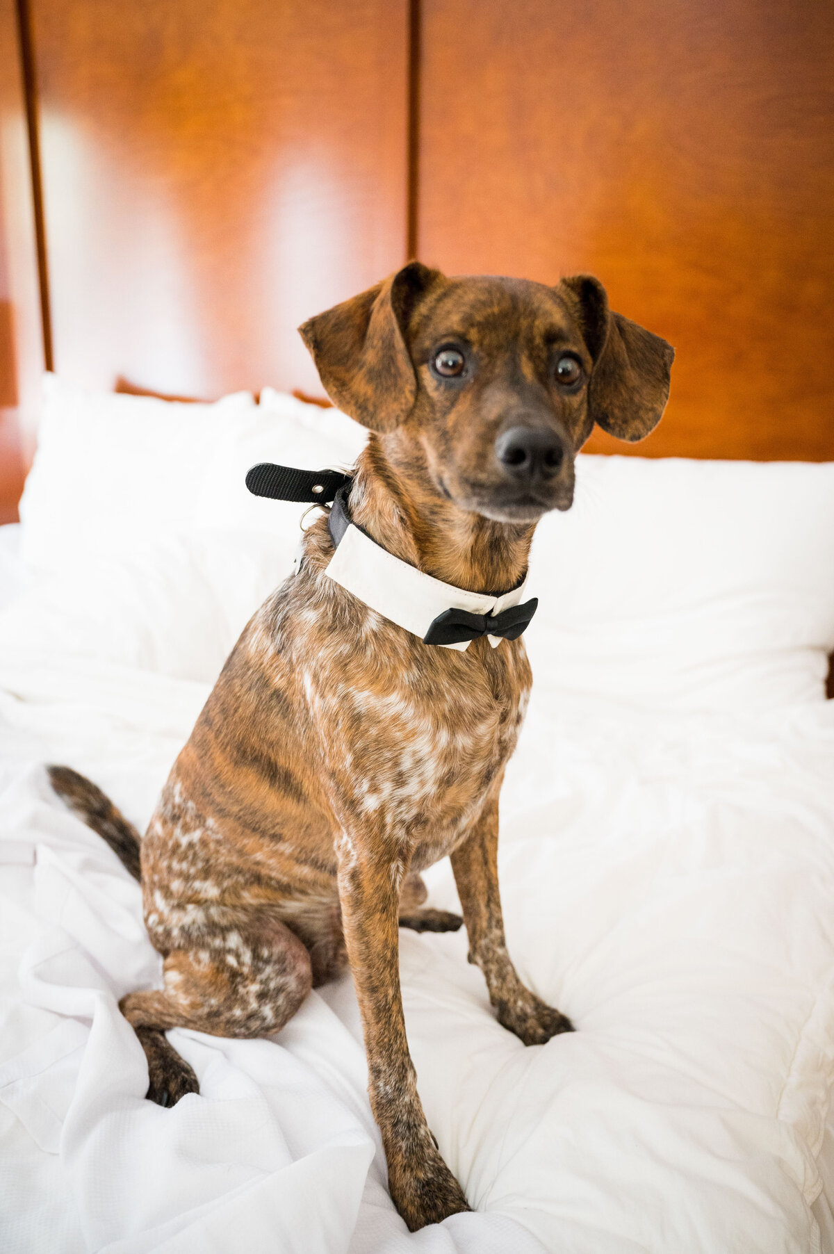A dog with a tuxedo bowtie sits on a hotel bed.