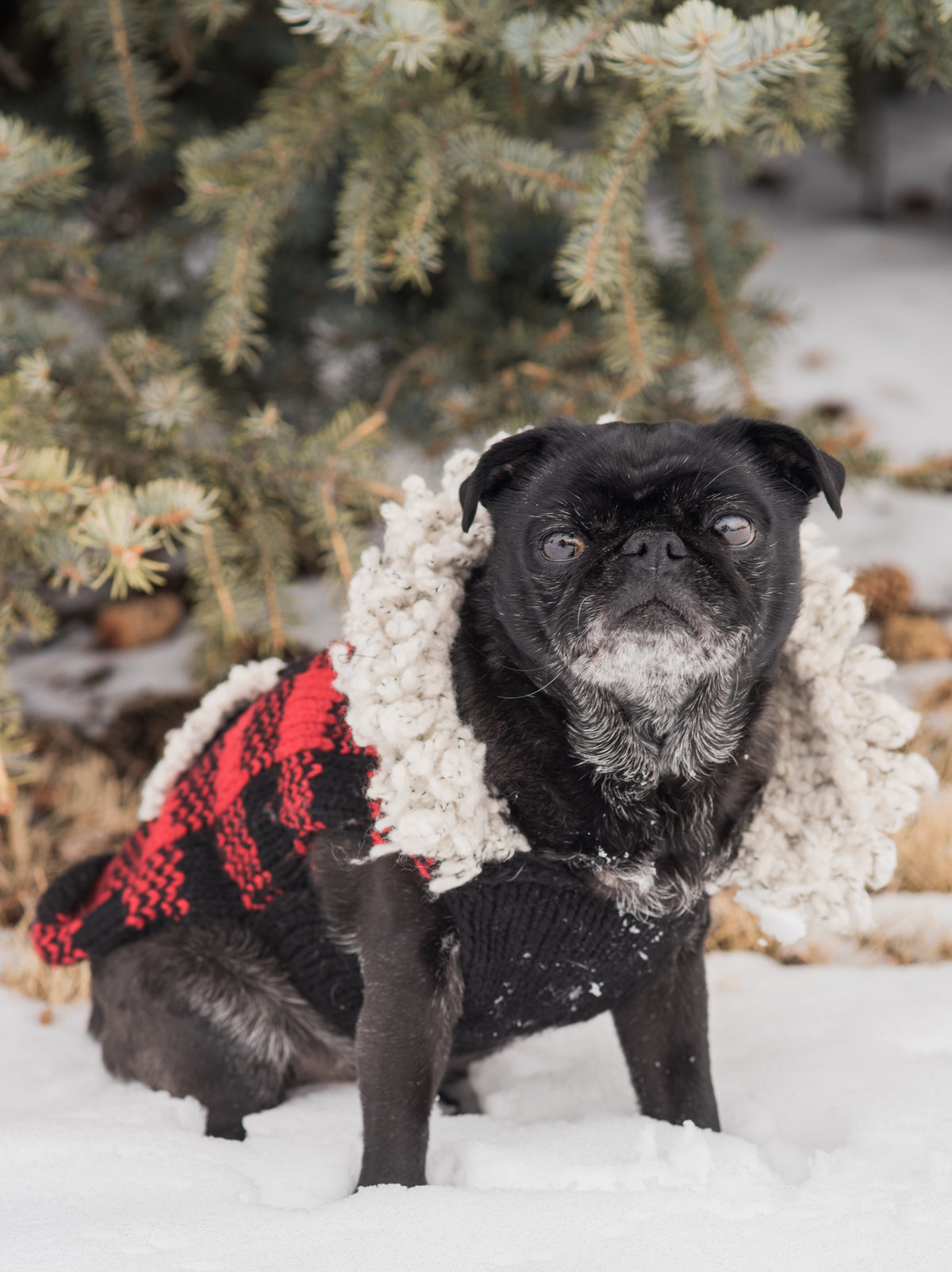 photo of pug in the snow