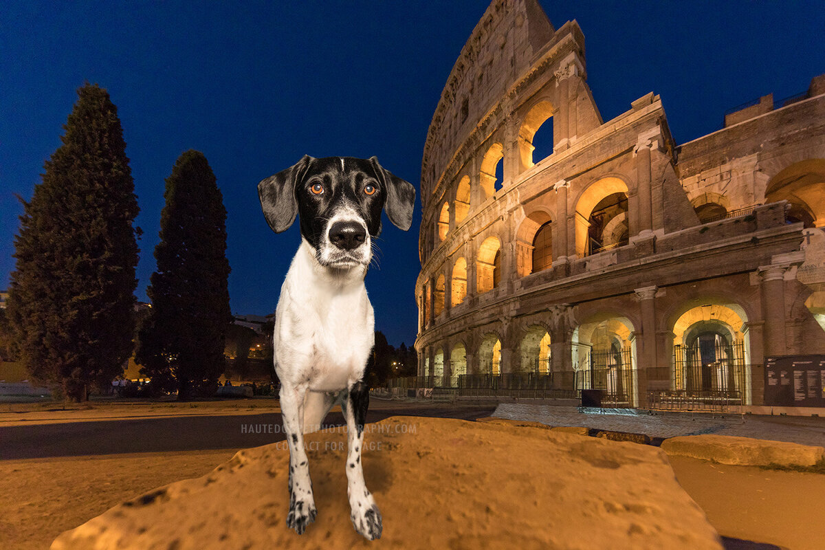 international destination dog vacation Rome Colosseum photographer Sid