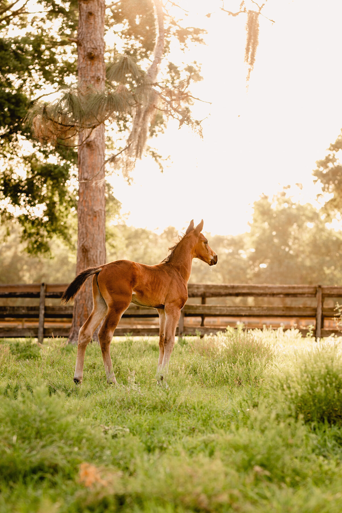 Foal at golden hour in Ocala, FL taken at Prosperity Farms. Breeder of sporthorses.