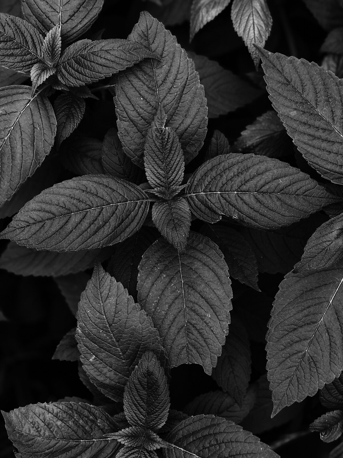 pexels-kate-gundareva-8548097