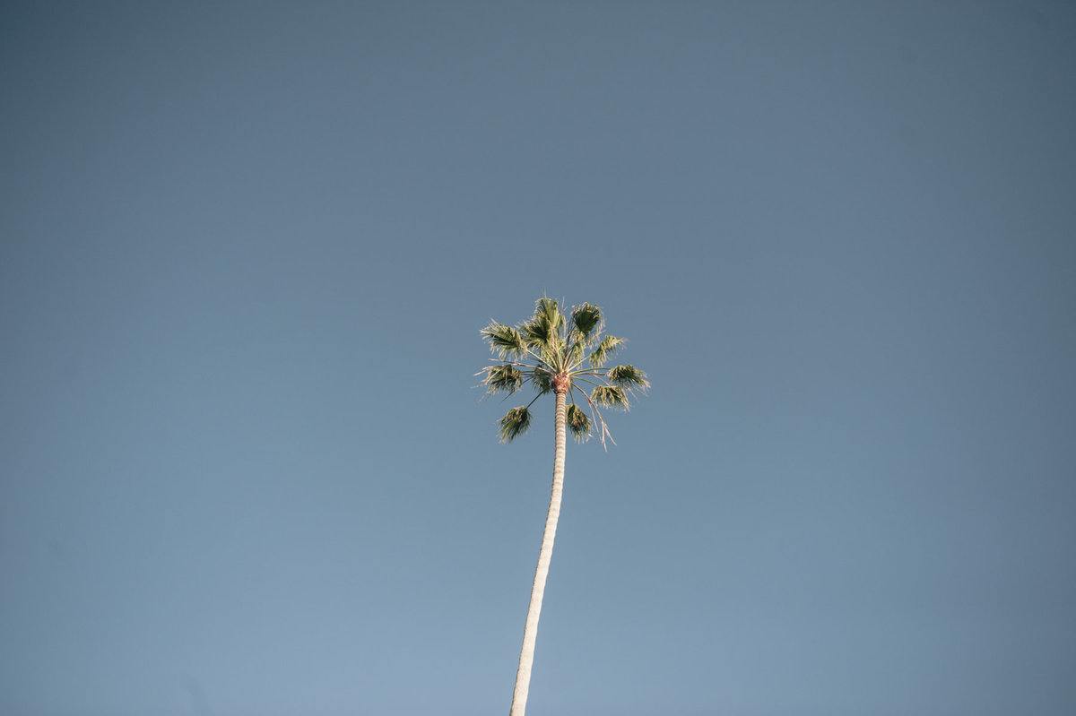 Palm-Tree-California