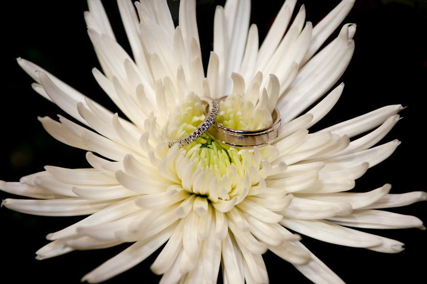 wedding ring detail in a gerber daisy