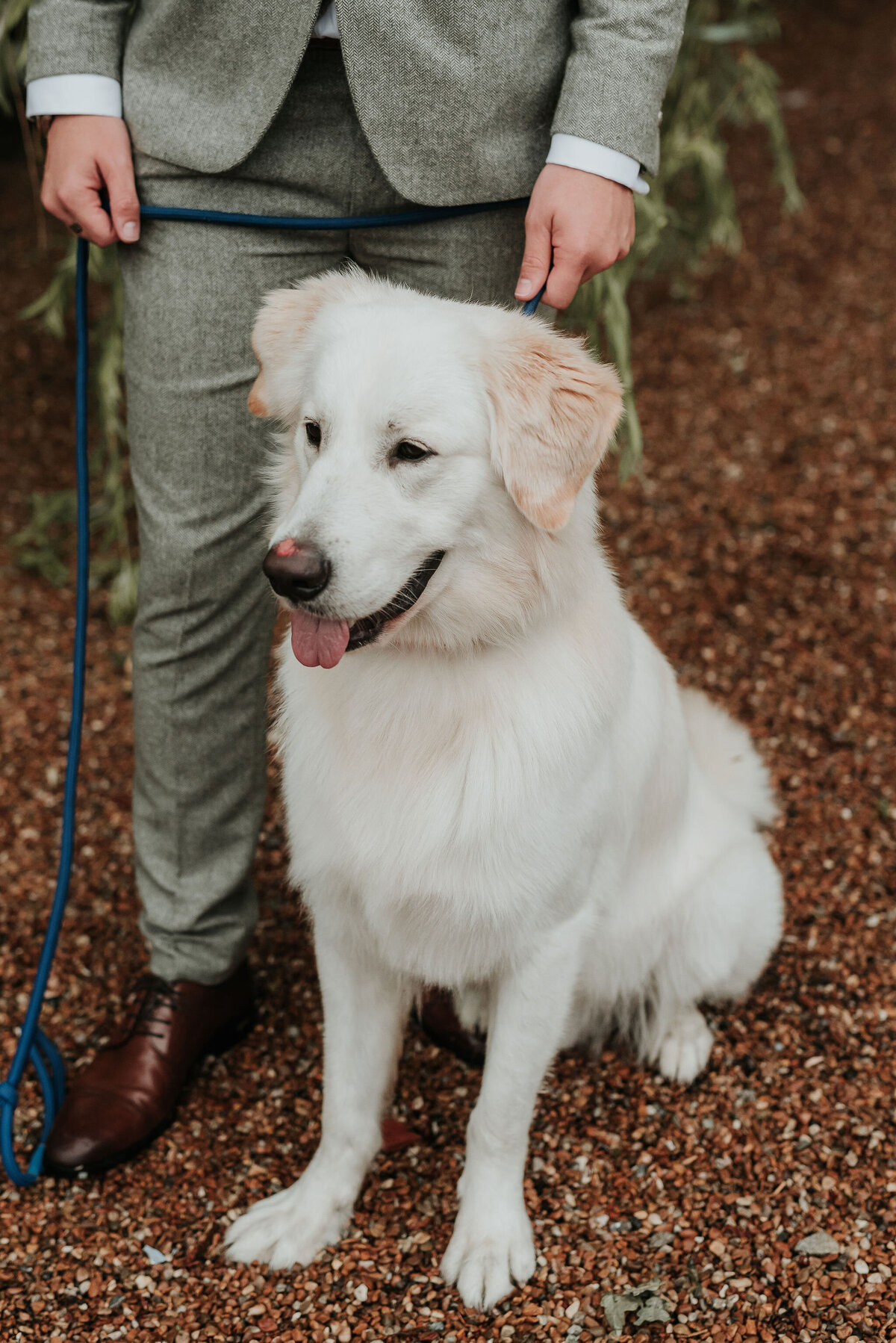 Beautiful cream Golden Retriever dog standing with Groom at a barn wedding at Odo's Barn, Ashford