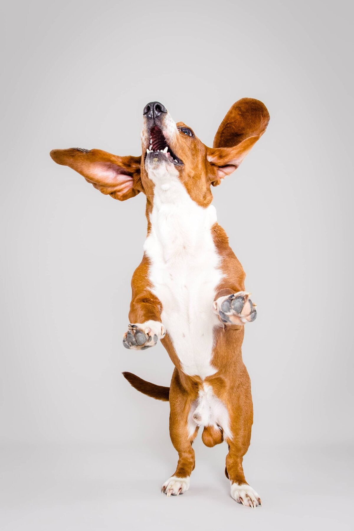 The Beloved Pup Photo Studio - South Eastern & Alabama Dog Photographer Portfolio 13