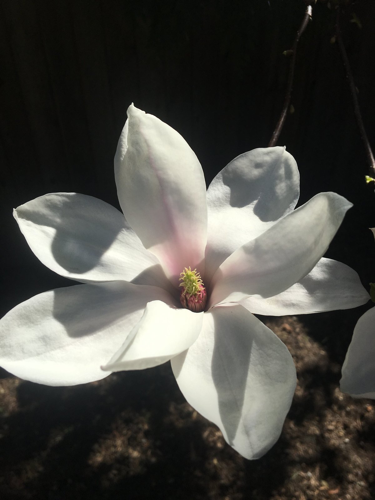 Saucer Magnolia bloom