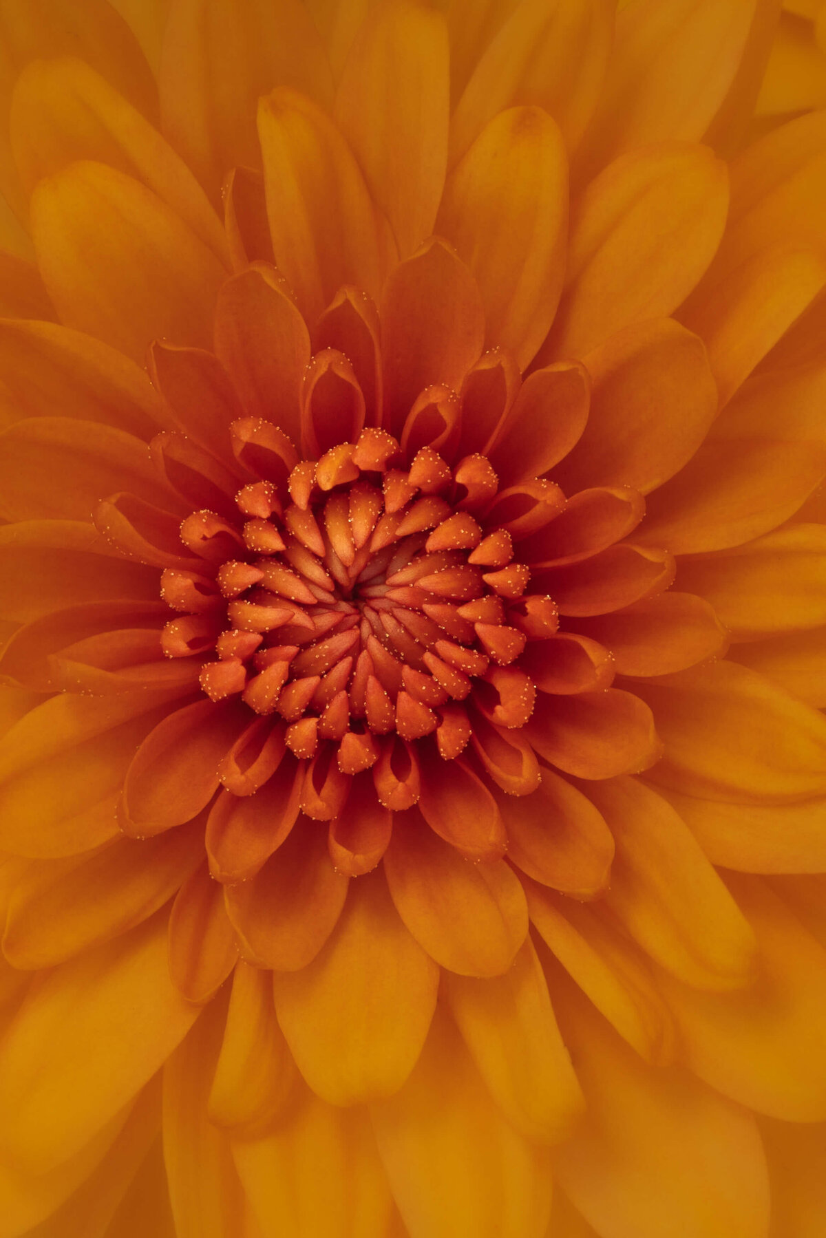 2021.10-Nature-Macro-Chrysanthemum-Flower-Orange-Chrissy-Donadi-Photography-Clear