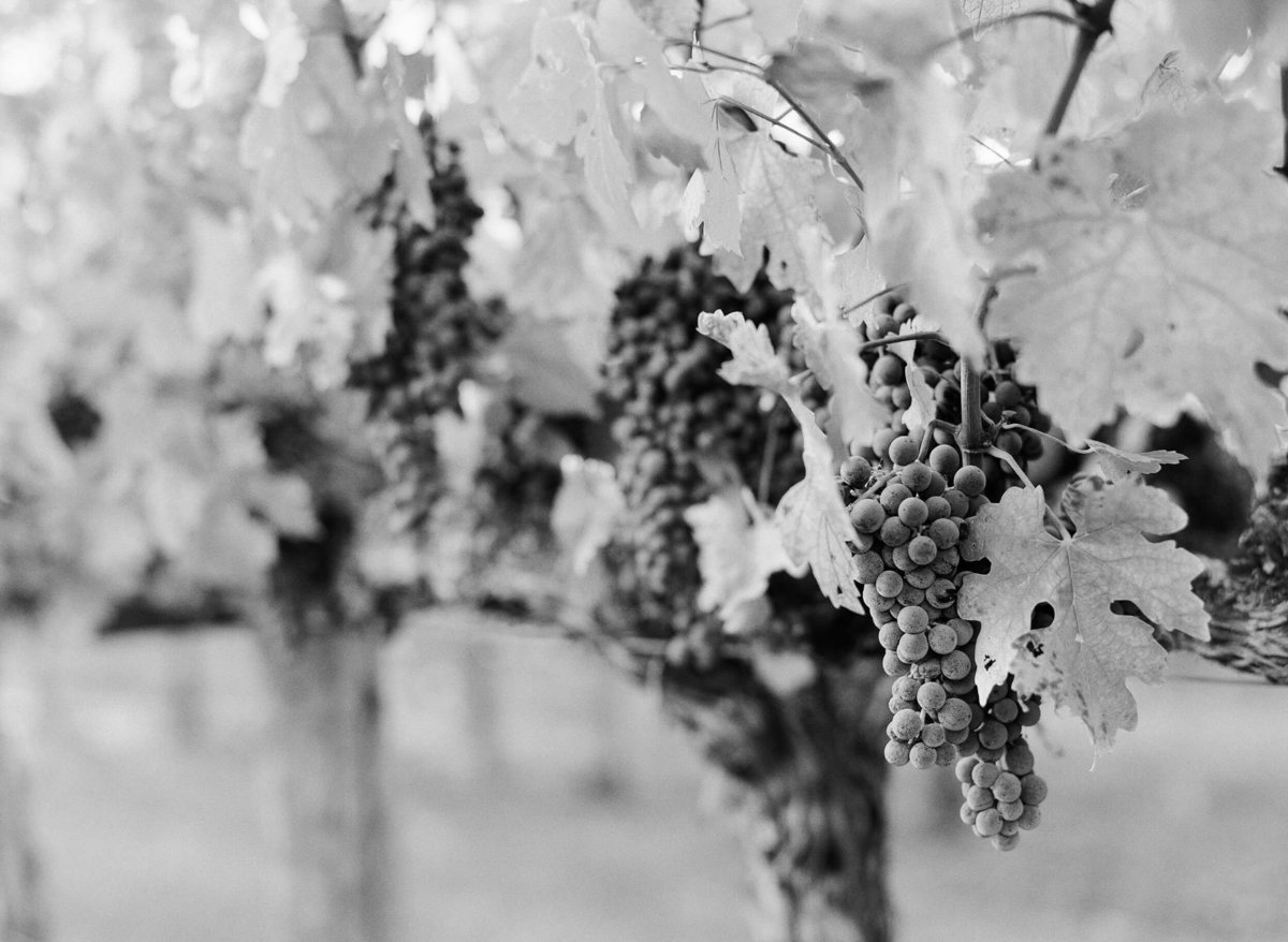 108-kt-merry-weddings-napa-valley-wine-grapes