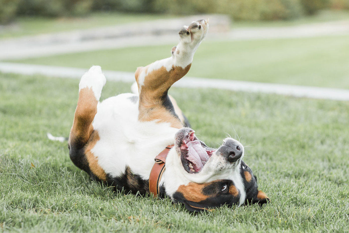 Greater Swiss Mountain Dog rolling around