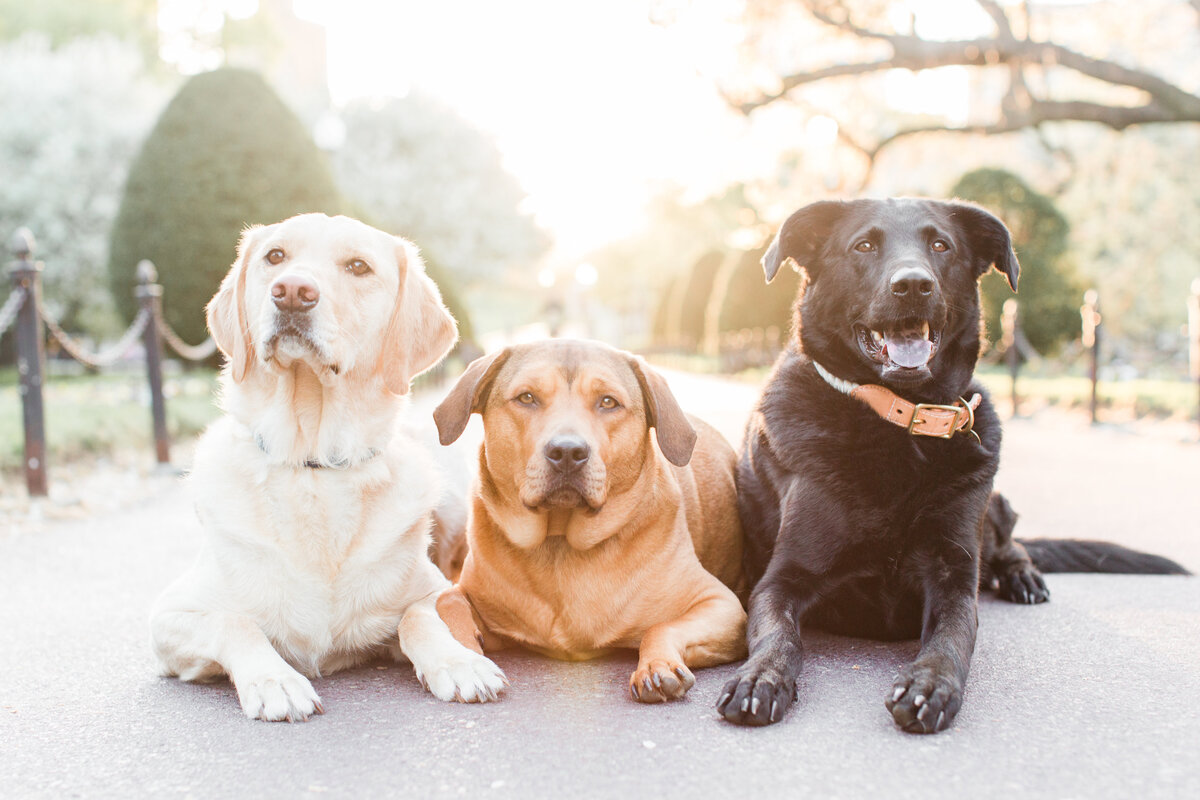 Three rescue dogs laying in the Boston Public Garden