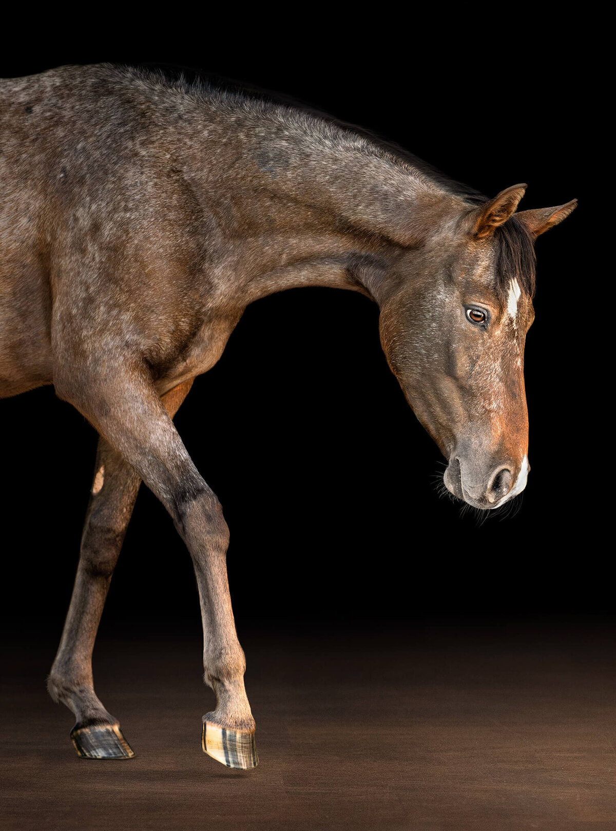 Bay roan Appaloosa mare walking captured on a black background style portrait. 