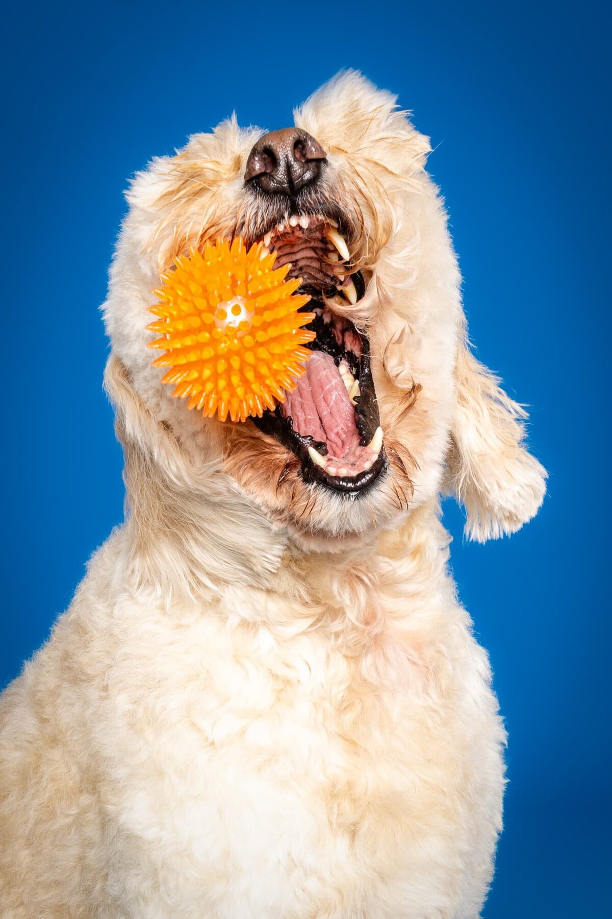 Gallery Portfolio- The Beloved Pup Photo Studio Alabama Dog and Pet Photographer 12
