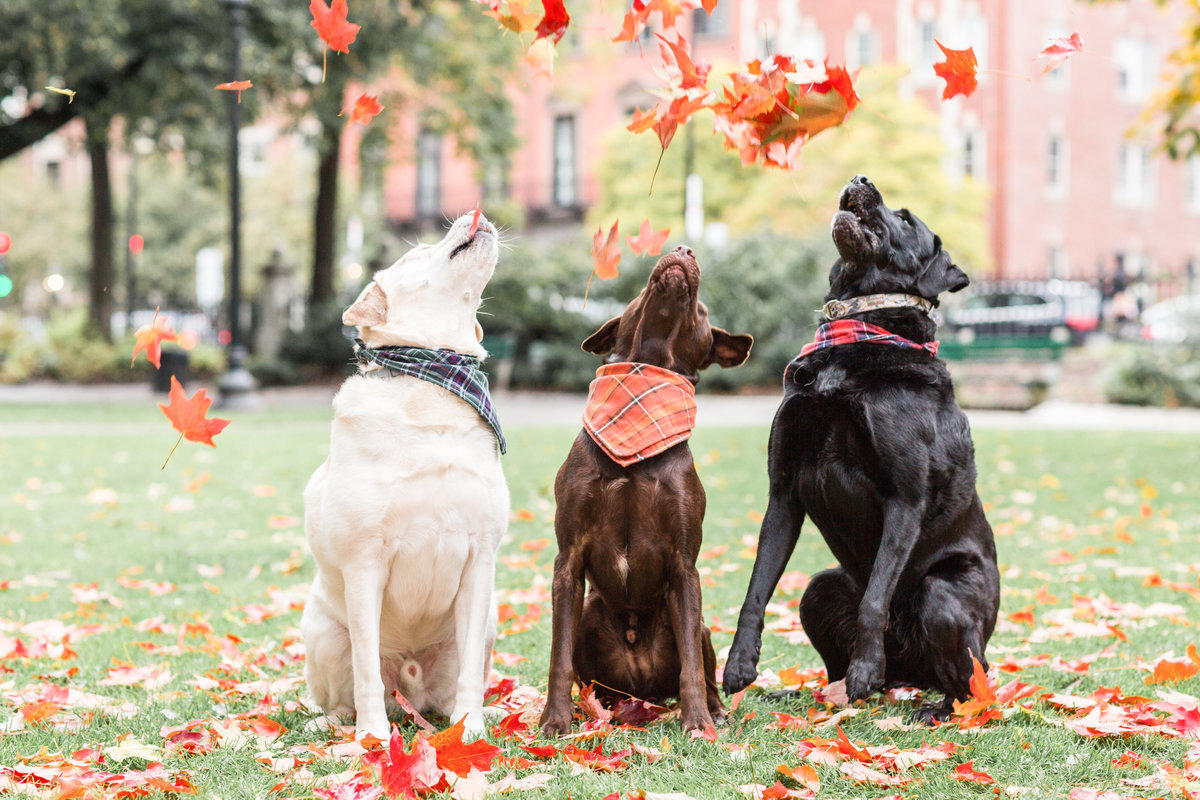 Three Labs with leaves flying in the air