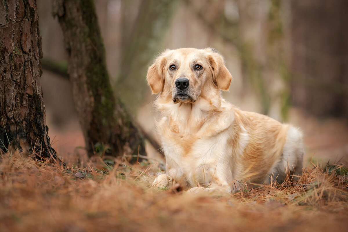 Golden Retriever dog laying down in the woods next to trees. 
