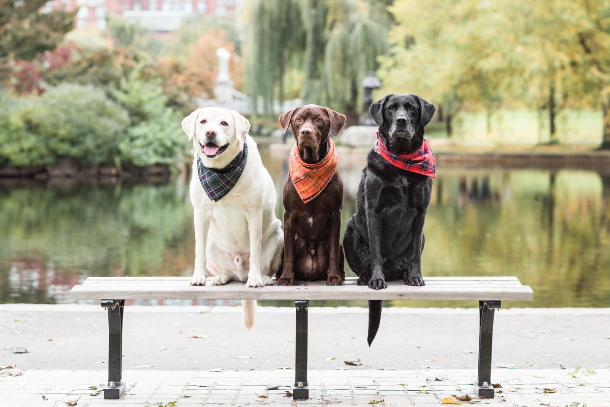 Three Labs sitting on a bench wearing scarves in the Boston Public Garden