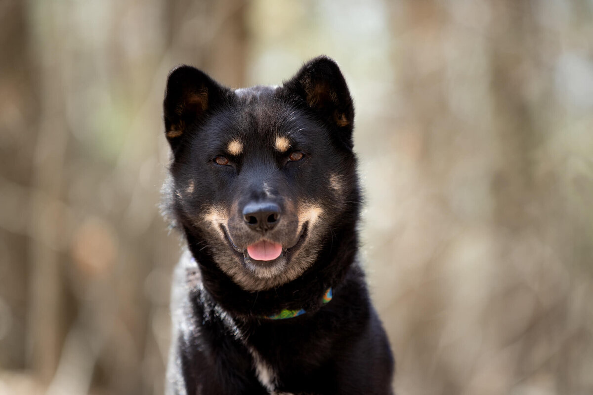 Black and tan Korean market rescue dog smiling at the camera for adoption photos