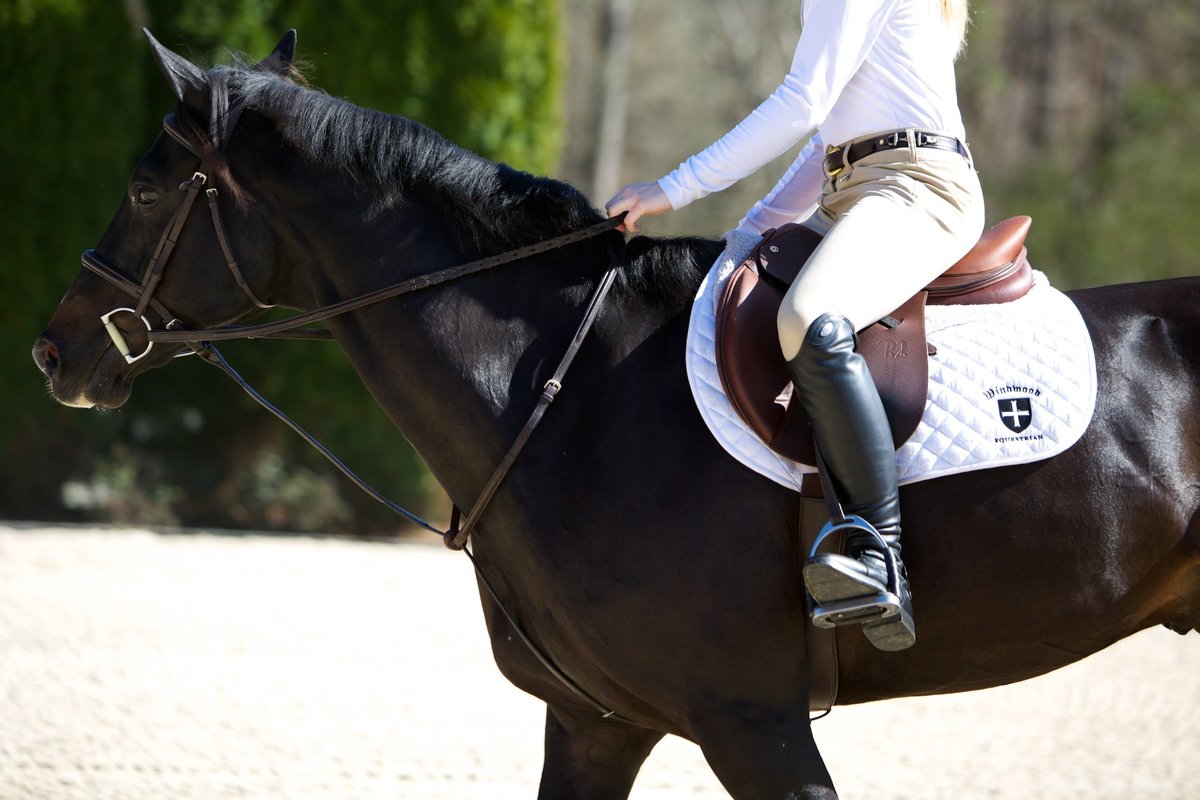 Windwood_Equestrian_riding_lessons_jumper_hunter_Horse_Birmingham238