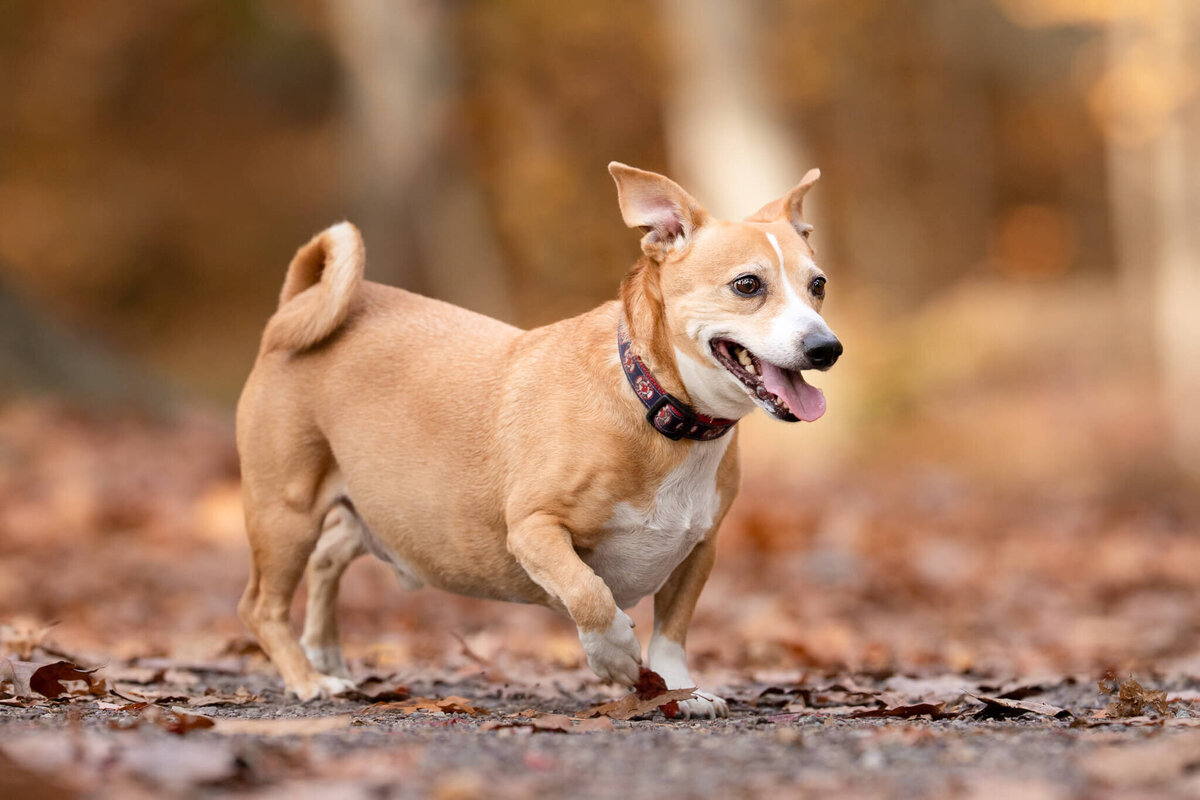 Small happy tan and white dog with a curly tail trotting through the woods in the fall surrounded by leaves