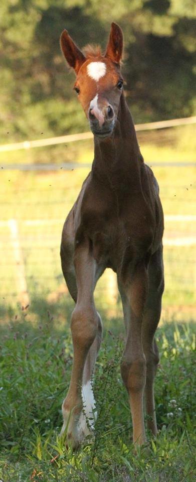Connemara Pony Foal Facing Front