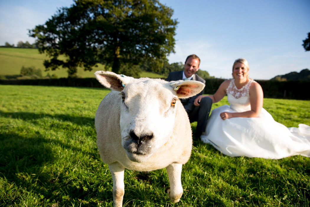 Sheep photobomb at rural Devon Wedding