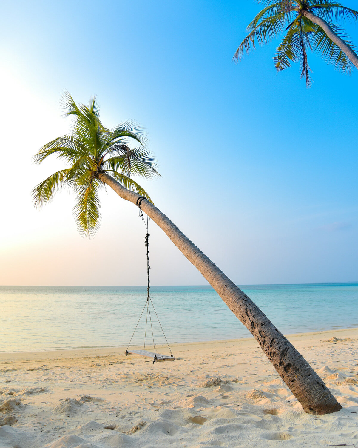 Coconut tree with hammock hanged beside the seashore