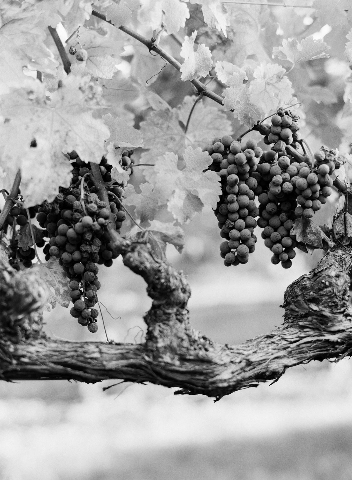 11-KTMerry-wedding-photography-Napa-Valley-wine-grapes