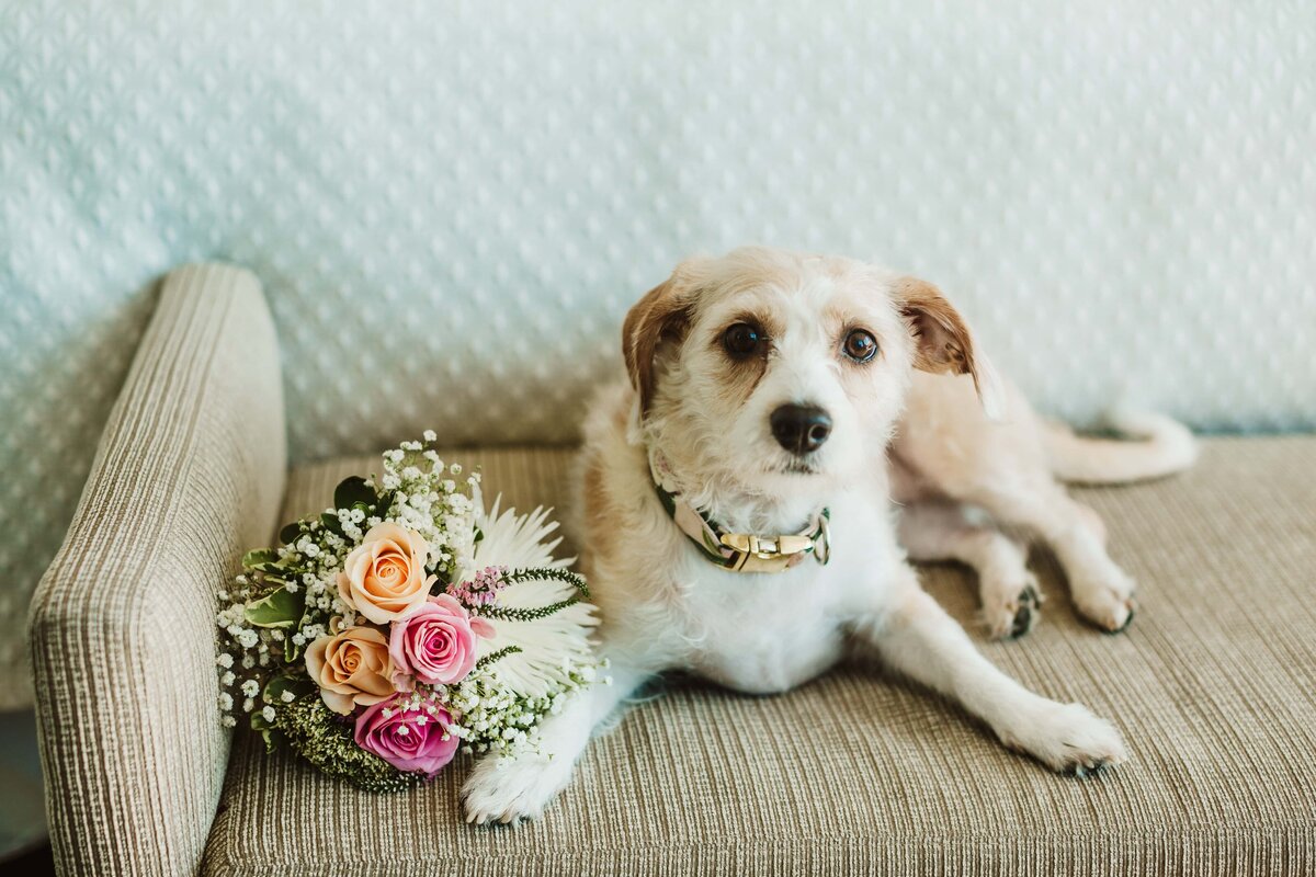 dog-and-wedding-bouquet