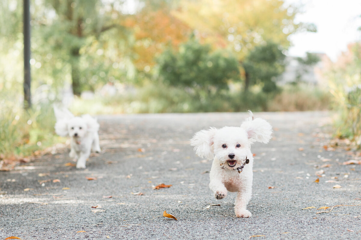 Two white fluffy dogs running in park