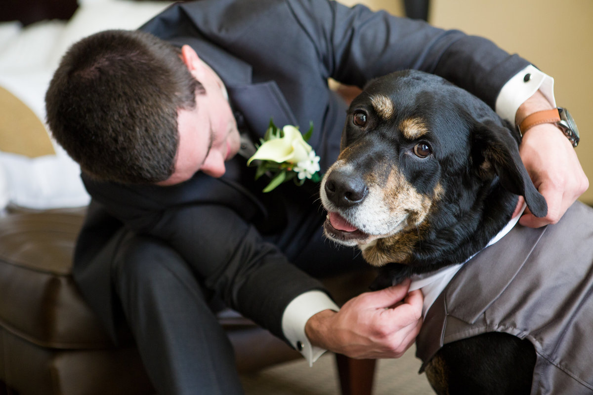 Groom getting his dog best man ready for wedding