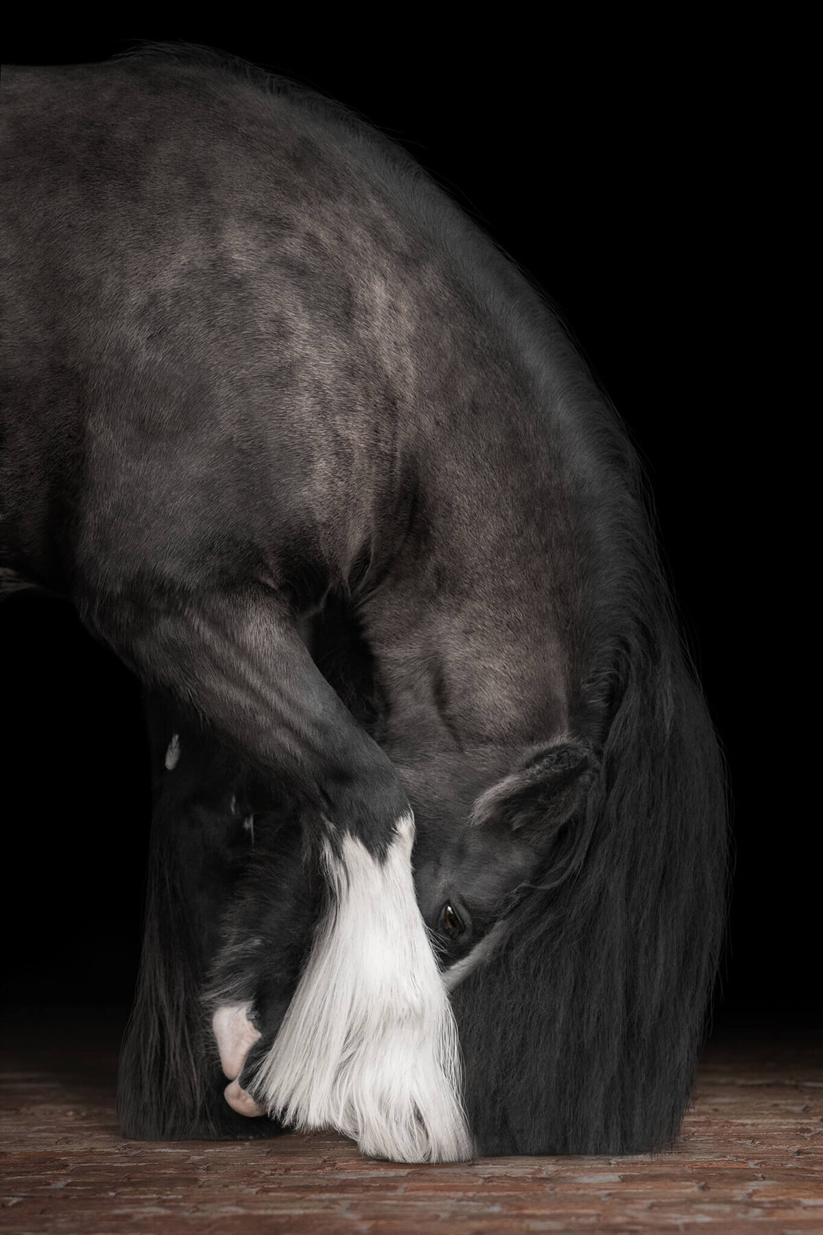 Black Gypsy Vanner mare bowing with hair flowing down to the ground photographed against a black background.