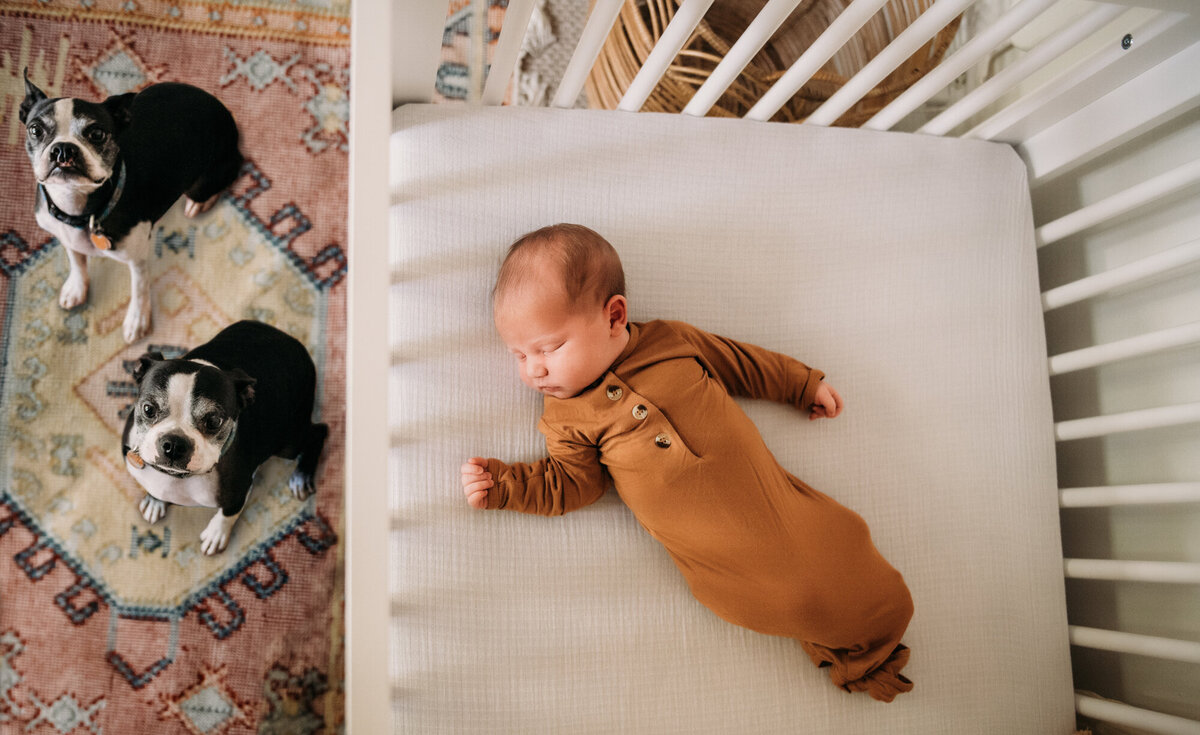 Newborn Photographer, Baby girl in the crib sleeping while two dogs are looking right at the camera next to her on the floor.