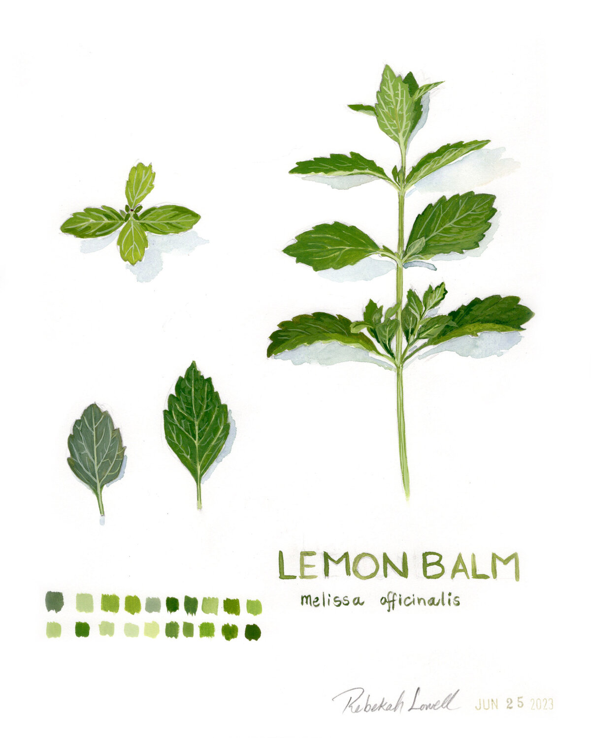 Rebkeah-Lowell_week-1_Lemon-Balm