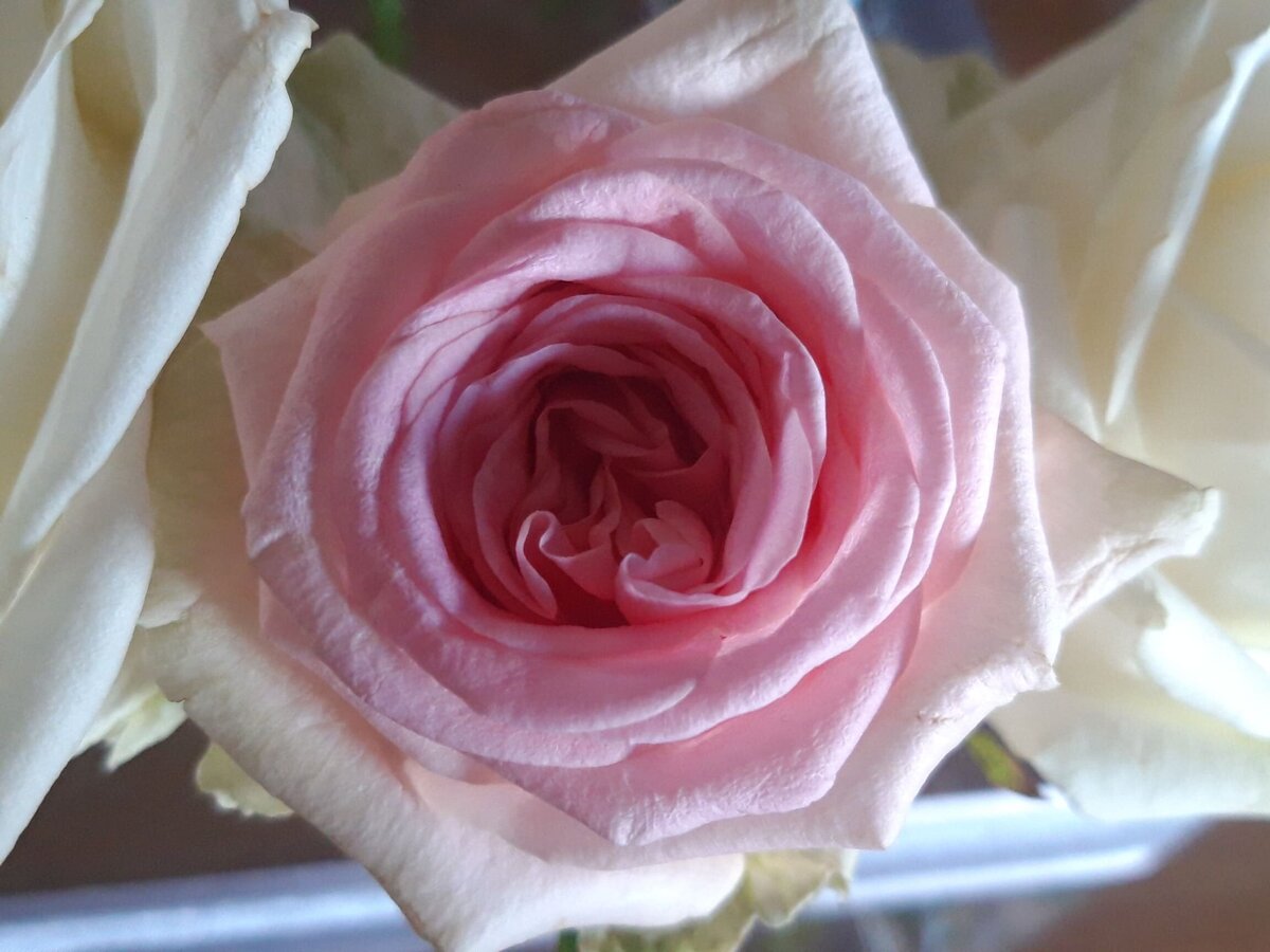 rose-décoration-florale-mariage
