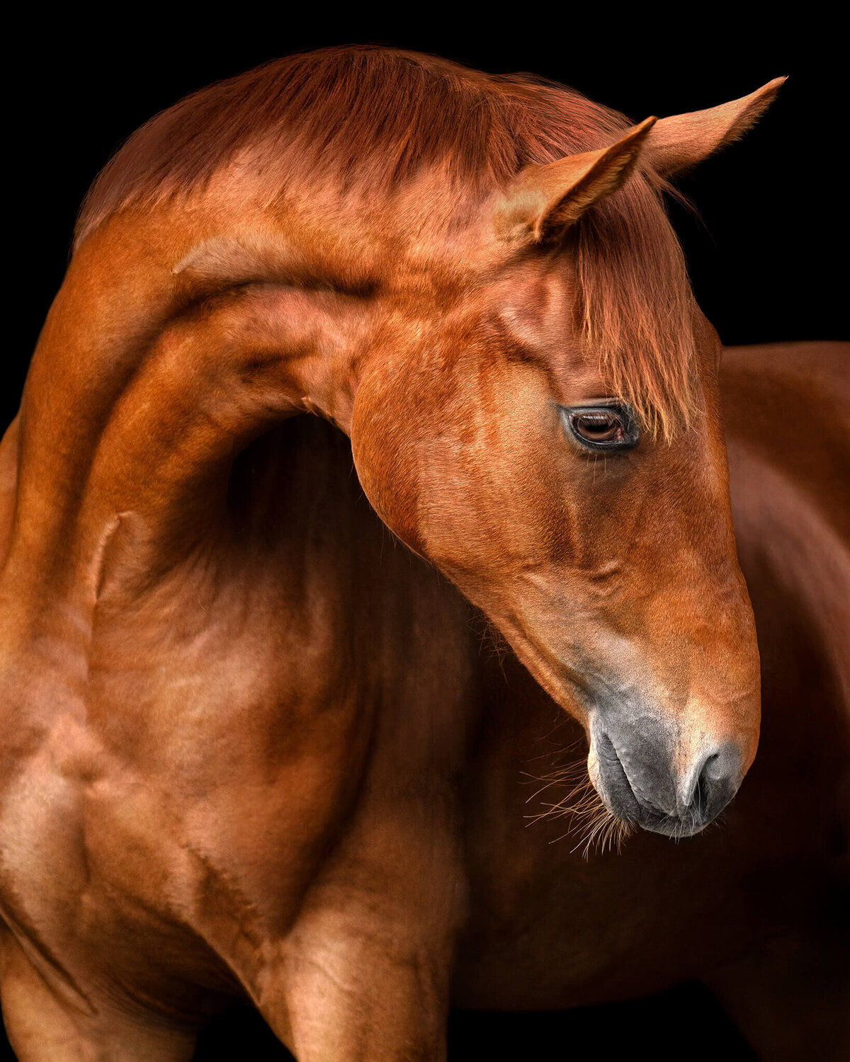 Chestnut warmblood stallion  looking back photographed against a black background.