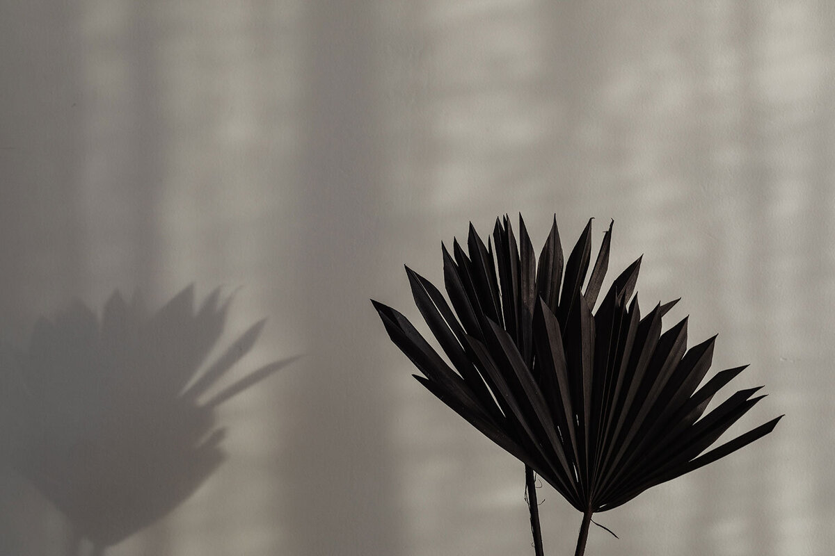 kaboompics_black-dried-palm-leaves-black-ceramic-vase-backgrounds-29556