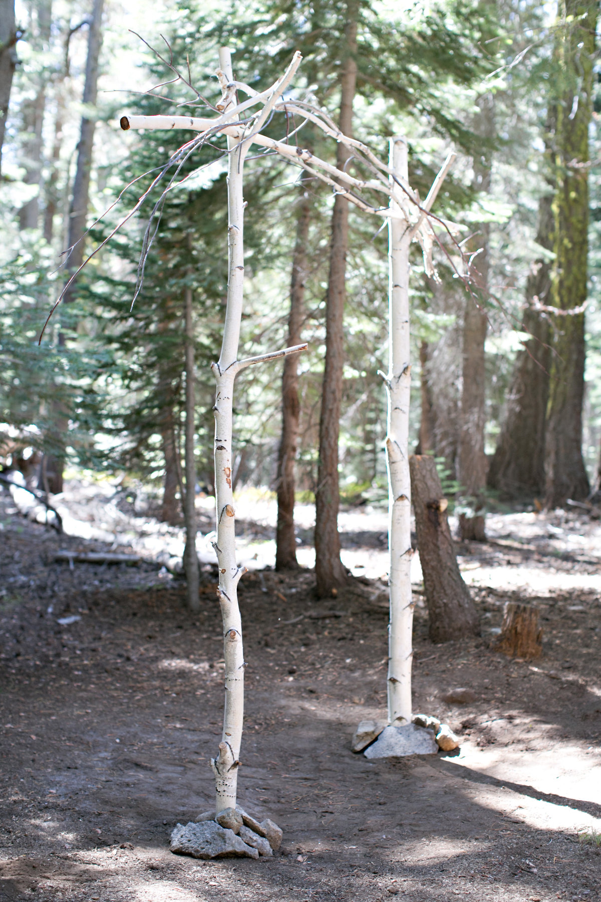 White birch arch setup for a wedding in the Tahoe forest