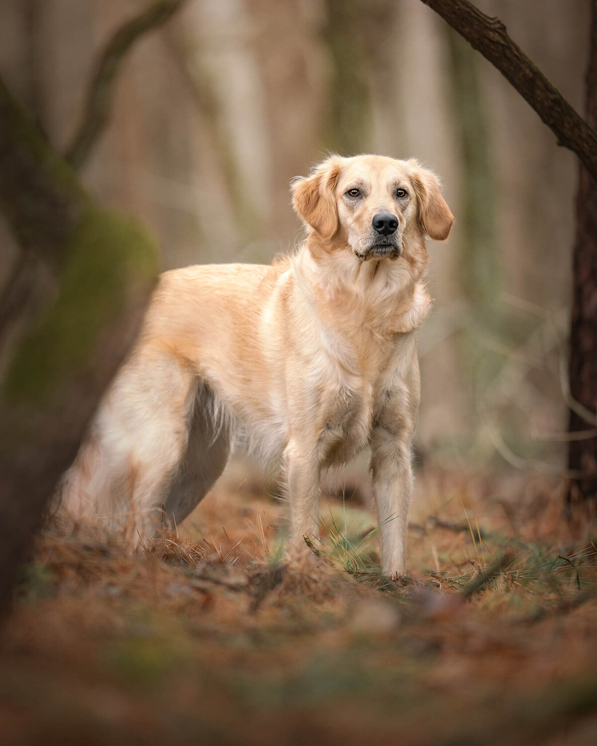 Golden Retriever dog standing within trees. 