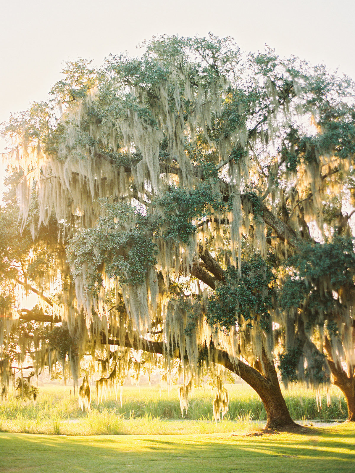 Giant oak tree with spanish moss at sunset.