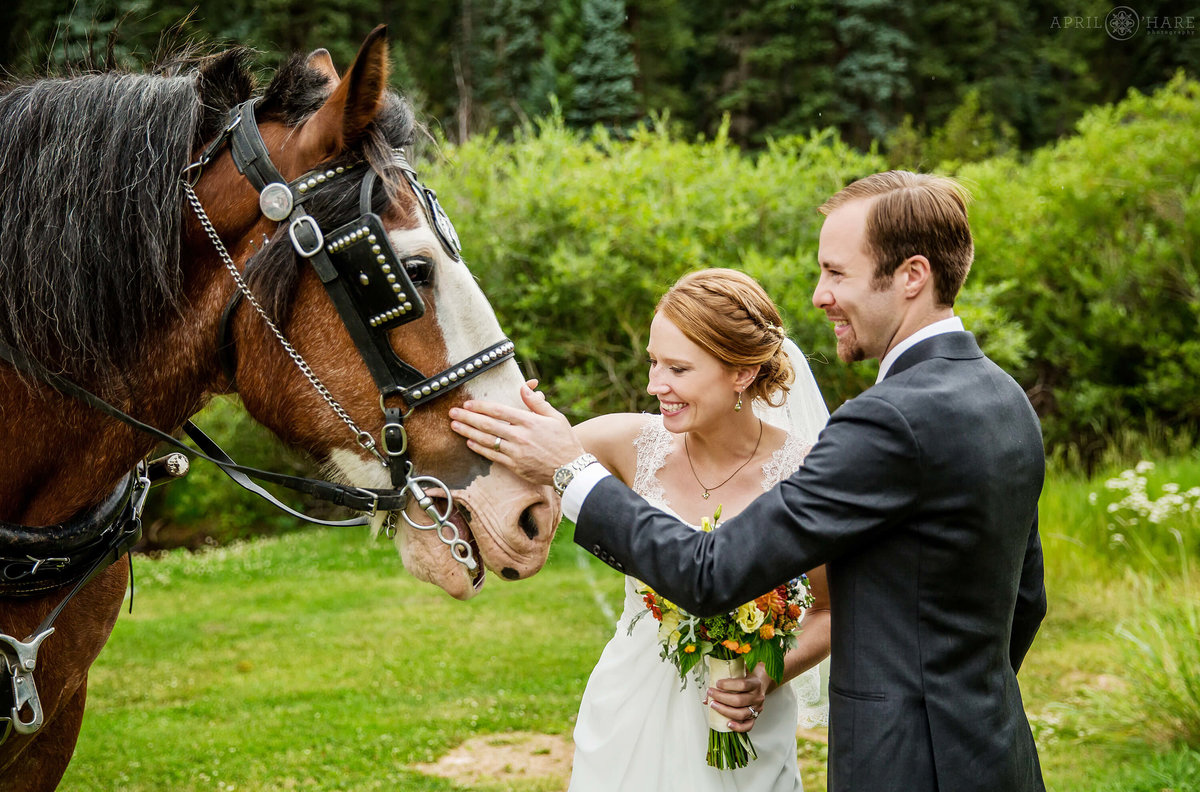 Colorado Wedding Photography Couple pets a horse at Wedgewood Weddings Mountain View Ranch