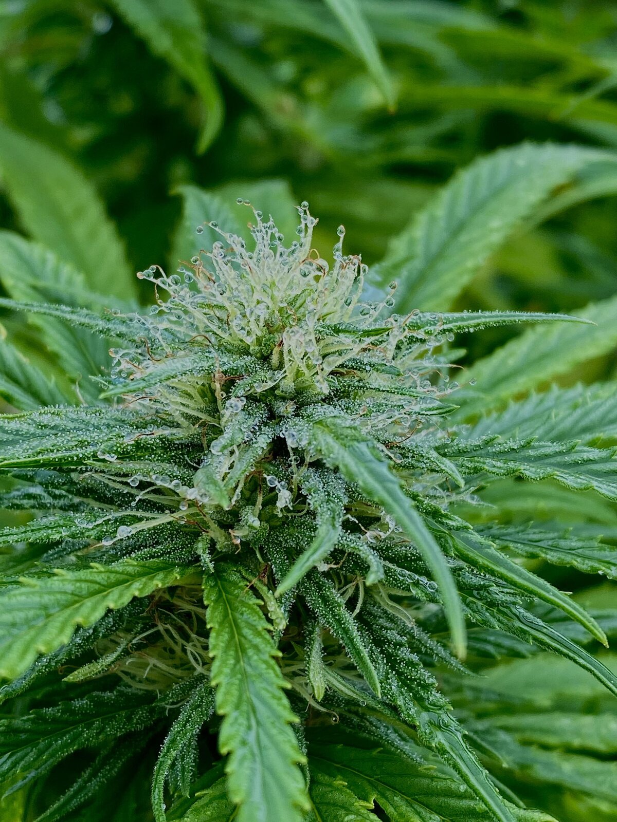 Gorilla Glue Cannabis Plant