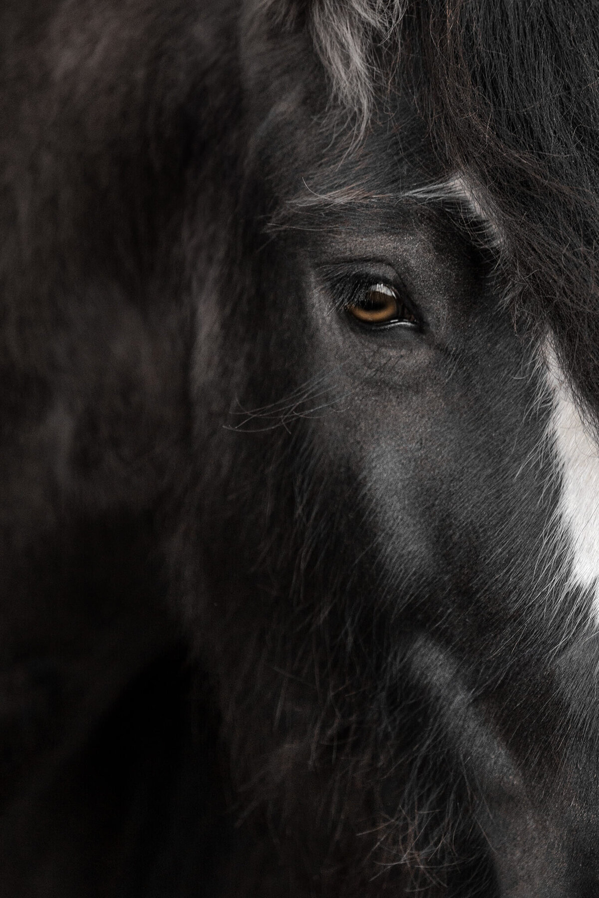 Black Gypsy Vanner Mare face detail photographed against a black background.