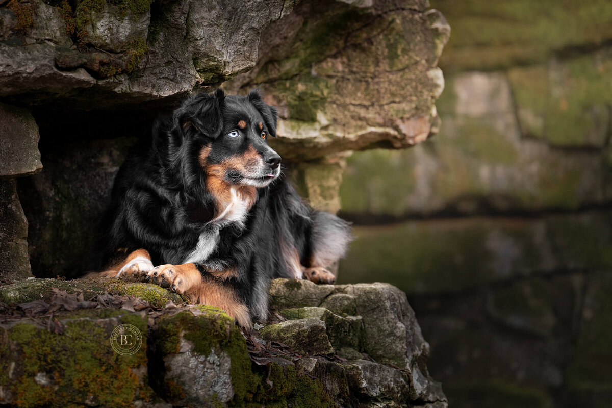 Australian Shepherd dog laying down in a hole in a rock wall looking off to the side. 
